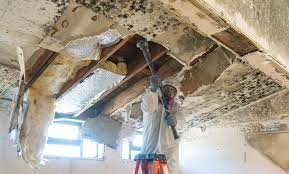 Best Basement Mold Removal in Diablo Grande, CA